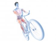 3d ilustração renderizada mostrando ciclista músculos ativos no fundo branco . — Fotografia de Stock