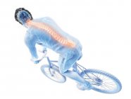 3D gerenderte Darstellung der Wirbelsäule des Radfahrers beim Radfahren auf weißem Hintergrund. — Stockfoto