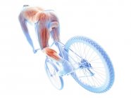 3d ilustración renderizada que muestra los músculos activos del ciclista sobre fondo blanco . - foto de stock