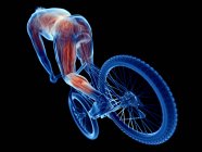 3D ілюстрація, що показує активні м'язи велосипедиста на чорному тлі . — стокове фото