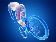 Трехмерная иллюстрация, показывающая активные мышцы велосипедиста на синем фоне . — стоковое фото