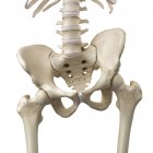 3D ілюстрація нахиленого тазу в людському скелеті . — стокове фото