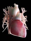 3D надані ілюстрація людського серця на чорному фоні. — стокове фото