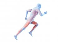 Illustration en 3D des muscles actifs joggeurs sur fond blanc . — Photo de stock