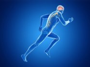 3d rendered illustration of working brain of jogger on blue background. — Stock Photo