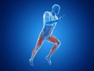 3D рендеринг иллюстрация бегуна активных мышц ног на синем фоне
. — стоковое фото