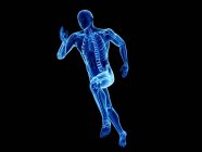 3d rendered illustration of skeleton in jogger body silhouette on black background. — Stock Photo