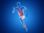 3D gerenderte Illustration der aktiven Muskeln des Joggers auf blauem Hintergrund. — Stockfoto