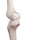 3d renderizado ilustração de joelho humano no fundo branco
. — Fotografia de Stock