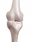 Illustration 3D du genou humain sur fond blanc . — Photo de stock