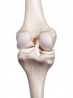 3D gerenderte Darstellung des menschlichen Knies auf weißem Hintergrund. — Stockfoto