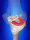 3d rendered illustration of lateral meniscus in human skeleton. — Stock Photo