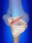 Illustration en 3D du ligament croisé antérieur dans le squelette humain . — Photo de stock