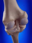 Illustration 3D des ligaments du genou dans le squelette humain . — Photo de stock