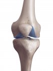 Illustration en 3D du cartilage du genou dans le squelette humain . — Photo de stock