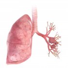 3D gerenderte Darstellung von Lungenkrebs auf weißem Hintergrund. — Stockfoto