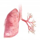 3d ilustración renderizada de pulmón y bronquios sobre fondo blanco
. - foto de stock
