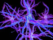 3d renderizado ilustración de la célula nerviosa púrpura
. - foto de stock