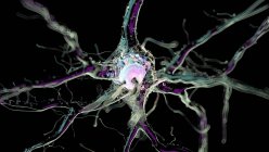 3d ilustración renderizada de la célula nerviosa humana
. - foto de stock
