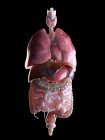 3D gerenderte Illustration menschlicher Organe. — Stockfoto