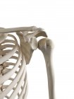 3d ilustración de hombro dislocado en esqueleto humano . - foto de stock