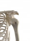 Illustration en 3D d'une luxation de l'épaule dans le squelette humain . — Photo de stock
