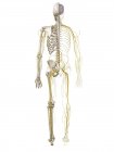 3d ilustração renderizada do sistema nervoso humano . — Fotografia de Stock