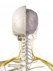 3D ілюстрація мозку та нервів на білому тлі . — стокове фото