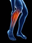 Illustration en 3D de la silhouette bleue des jambes masculines avec mollet douloureux . — Photo de stock