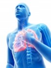 3d reso illustrazione di silhouette blu dell'uomo con polmoni infiammati su sfondo bianco . — Foto stock