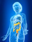 3d rendered illustration of colored female colon in body silhouette. — Stock Photo