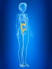3d reso illustrazione di colon femminile colorato nella silhouette del corpo . — Foto stock