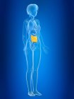 3d renderizado ilustración del intestino delgado femenino de color en silueta corporal . - foto de stock
