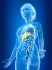 3D ілюстрація кольорової жіночої печінки в силуеті тіла . — стокове фото