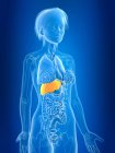 3d renderizado ilustración de color hígado femenino en la silueta del cuerpo . - foto de stock