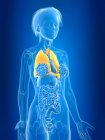 Illustration en 3D des poumons féminins colorés en silhouette corporelle
. — Photo de stock