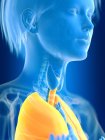 Illustration en 3D des poumons féminins colorés en silhouette corporelle . — Photo de stock
