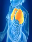 3d renderizado ilustración de los pulmones femeninos de color en silueta corporal
. - foto de stock
