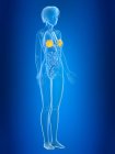 Illustration en 3D de glandes mammaires féminines colorées en silhouette corporelle . — Photo de stock