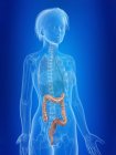 3d rendered illustration of highlighted female colon. — Stock Photo