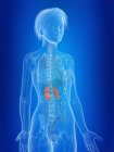 3d rendered illustration of highlighted female kidneys. — Stock Photo
