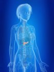 3d rendered illustration of highlighted female pancreas. — Stock Photo