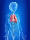 Illustrazione resa 3d del polmone femminile evidenziato . — Foto stock