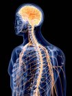 3d hecho ilustración del sistema nervioso humano . - foto de stock