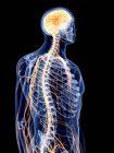 Illustrazione resa 3d del sistema nervoso umano . — Foto stock