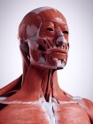 3D gerenderte Illustration der Kopf- und Nackenmuskulatur im menschlichen Körper. — Stockfoto