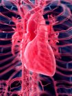 3D gerenderte Illustration des menschlichen Herzens. — Stockfoto