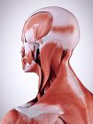 3D ілюстрація м'язів шиї в організмі людини . — стокове фото