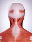 3D ілюстрація м'язів шиї в організмі людини . — стокове фото