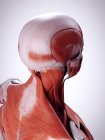 Трехмерная иллюстрация мышц шеи в человеческом теле . — стоковое фото